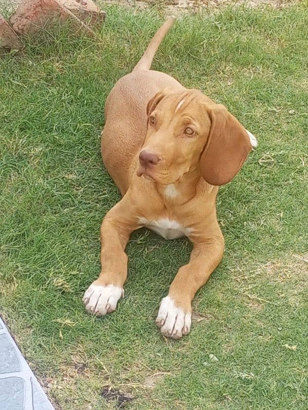English pointer dog 0