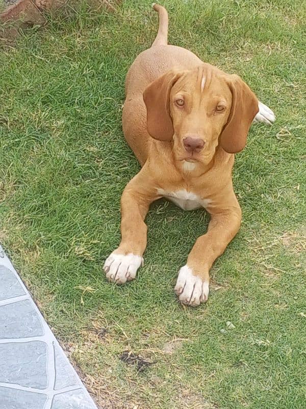 English pointer dog 1