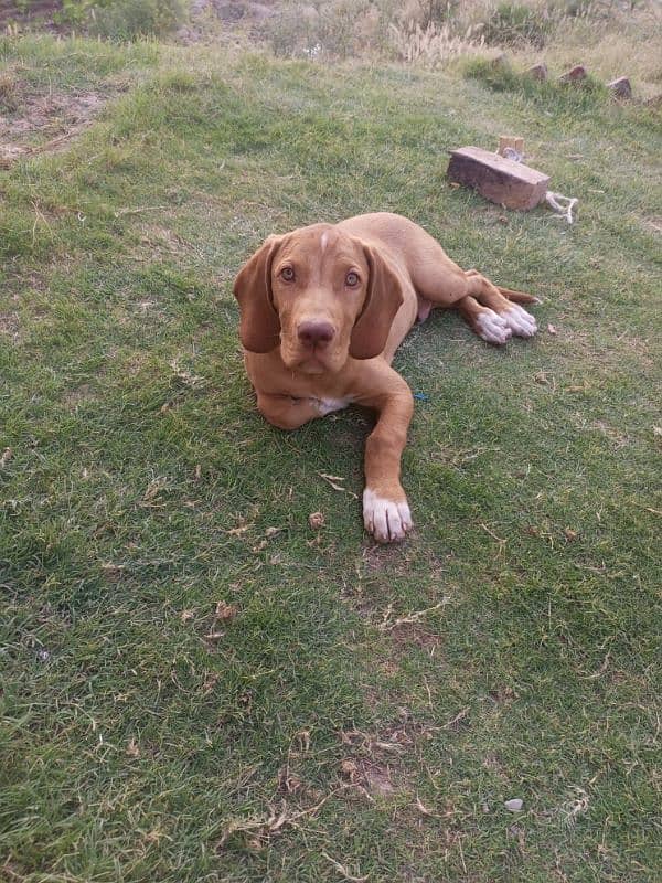 English pointer dog 2