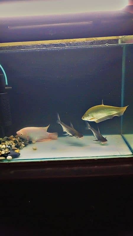 Clown knife fish for sale 0