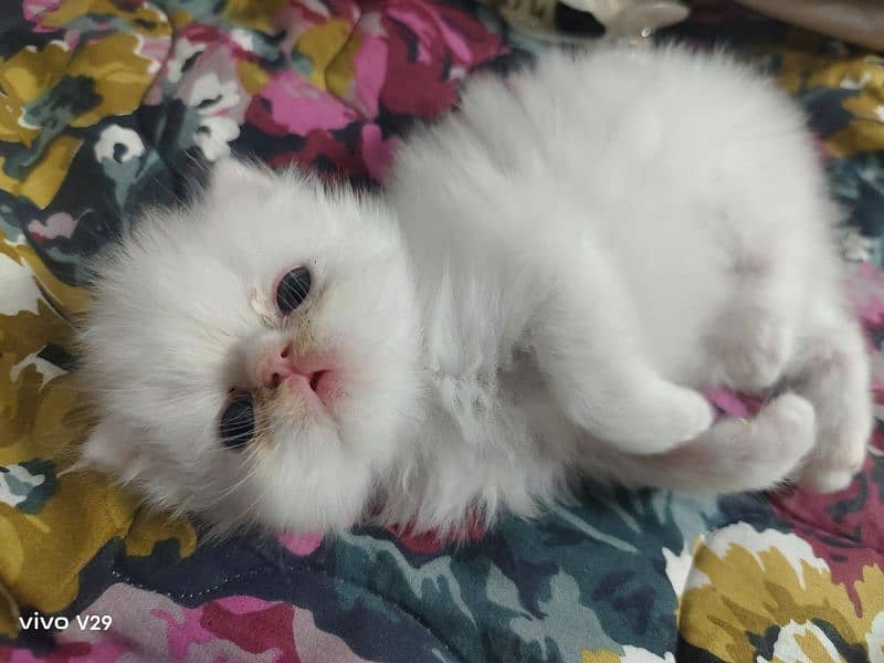 pure white punch face,peki kitten 5