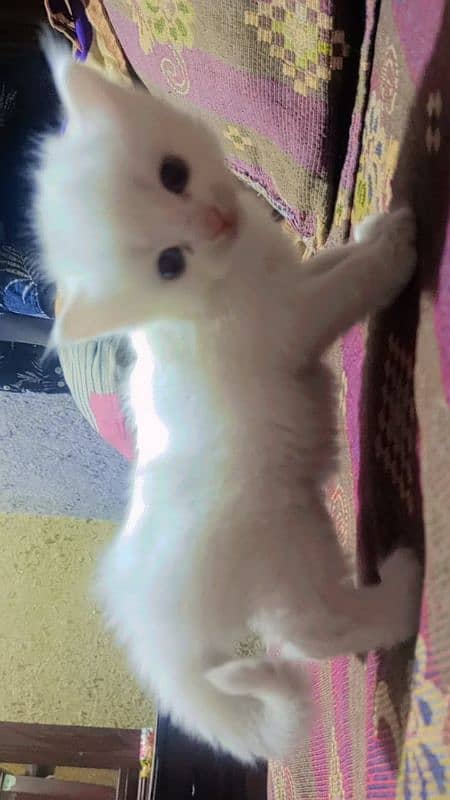 For sale white cat babys 0