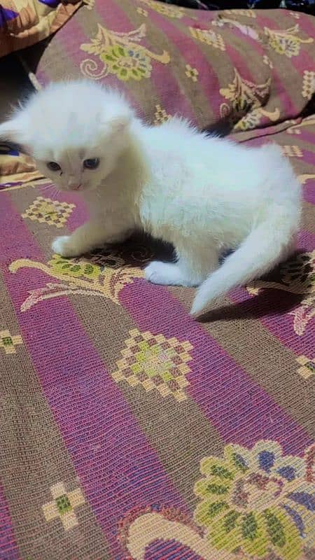 For sale white cat babys 1