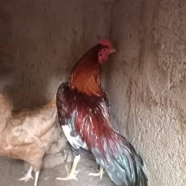 aseel murga and misri murgi 3