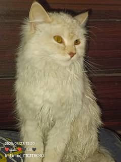 turkish angora