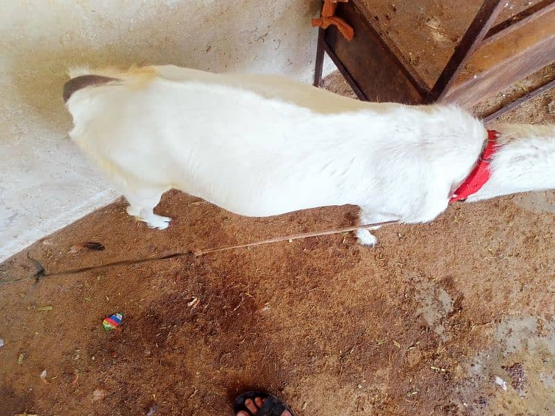 Qurbani 2025 goat 0