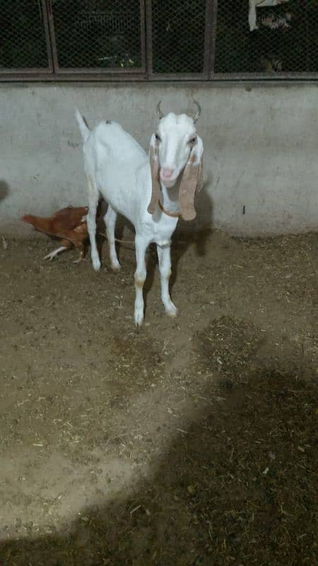 Qurbani 2025 goat 1