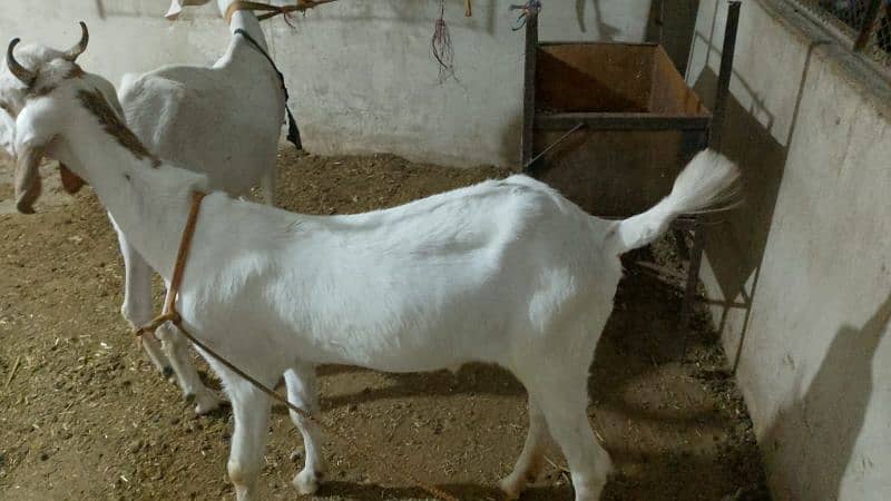 Qurbani 2025 goat 2