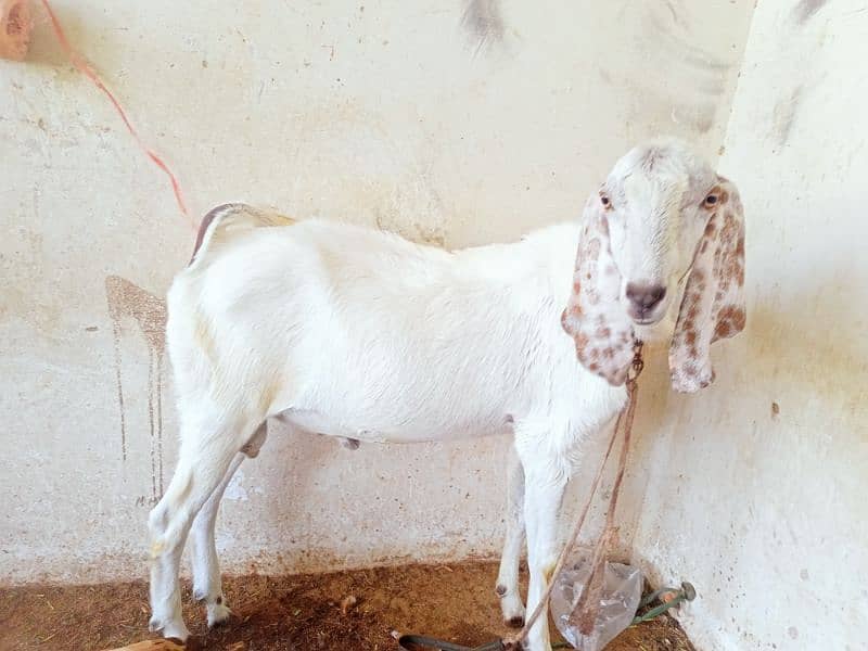 Qurbani 2025 goat 3