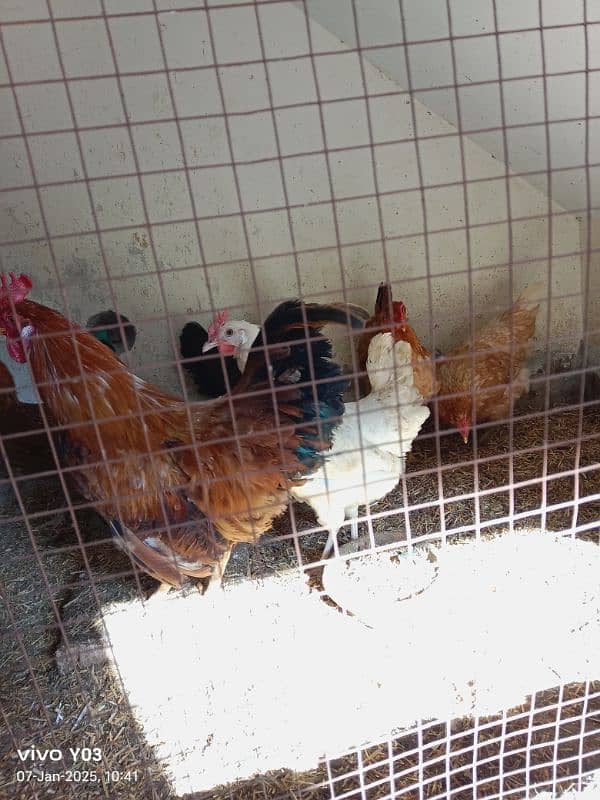 10 month desi egg lying hen very good egg production 3