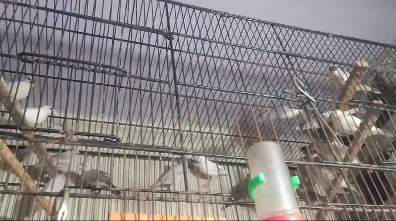 cage folding and parrot 3