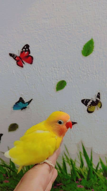 love birds 0