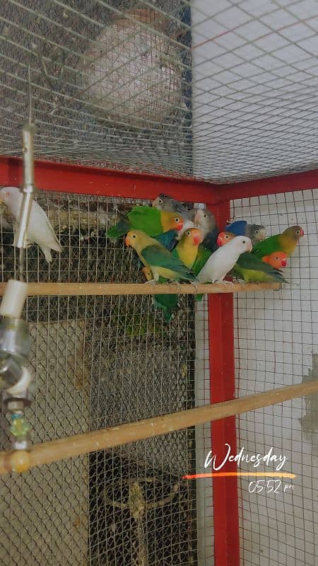 love birds 2
