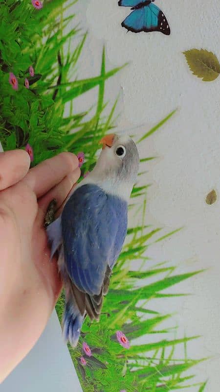 love birds 3