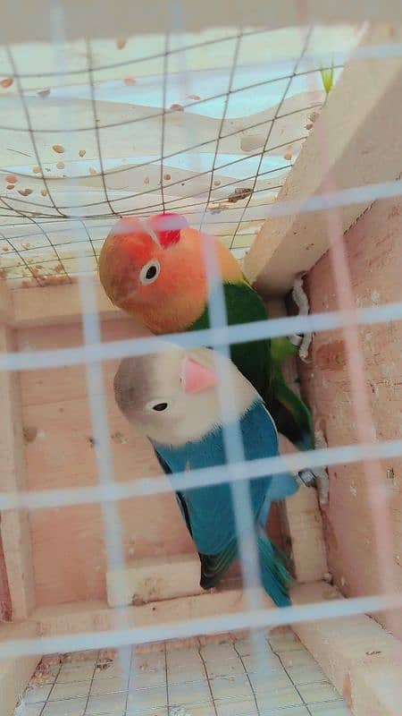 love birds 4