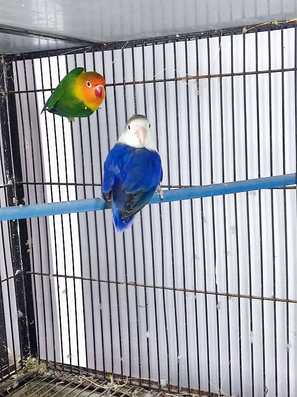 love birds 5