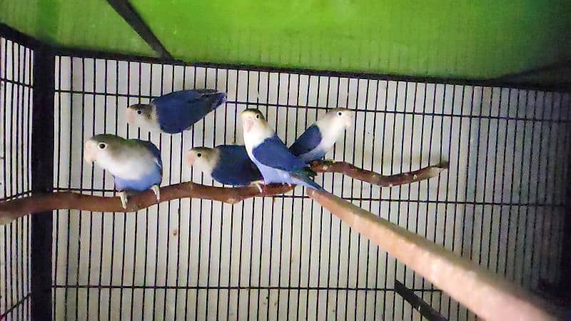 love birds 6