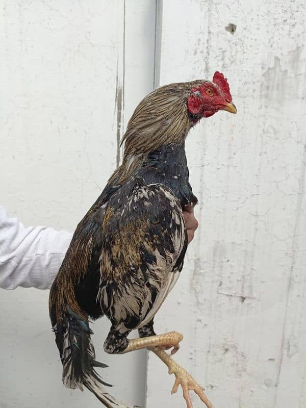 11months  Healthy Aseel Jawa pet for sale 0