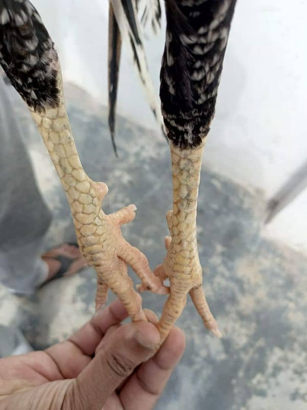 11months  Healthy Aseel Jawa pet for sale 2