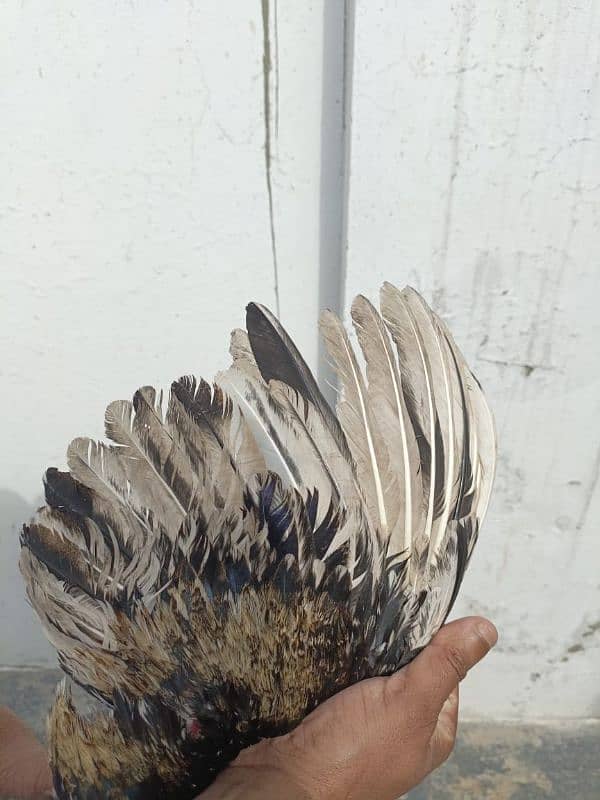 11months  Healthy Aseel Jawa pet for sale 3