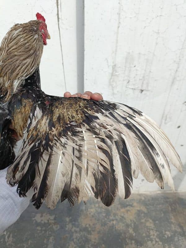11months  Healthy Aseel Jawa pet for sale 4