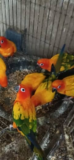 Sunconure ready to breed pairs available