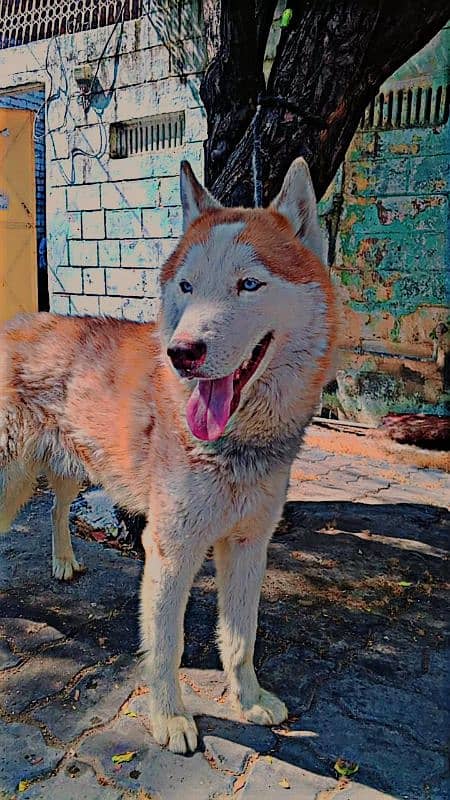 husky male only exchange 0