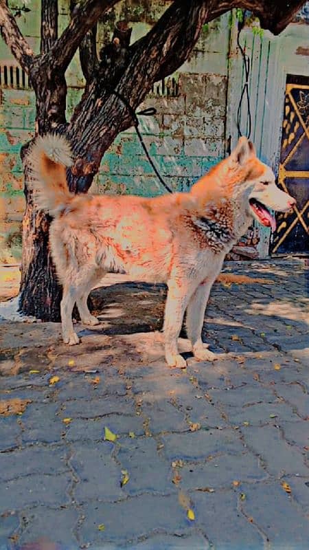 husky male only exchange 1