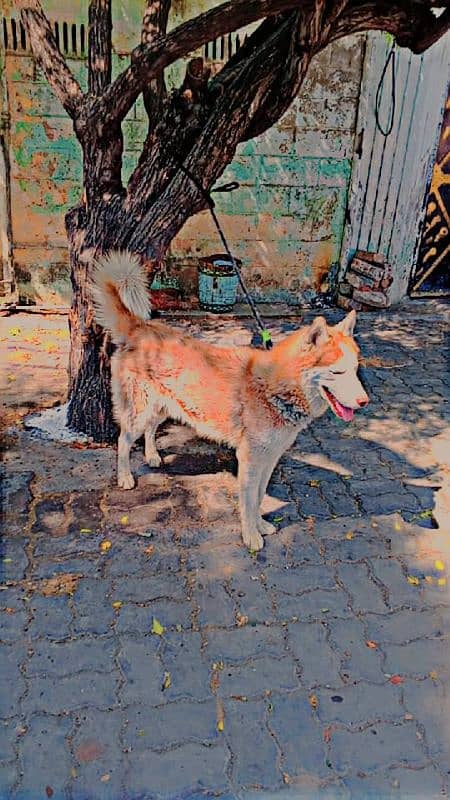 husky male only exchange 2