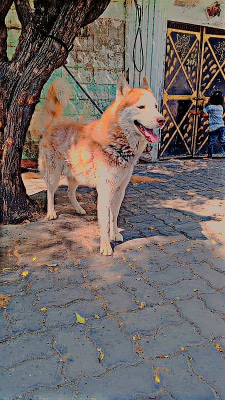husky male only exchange 3
