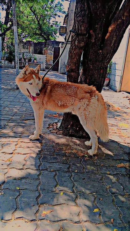 husky male only exchange 4