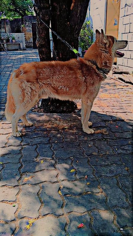 husky male only exchange 5
