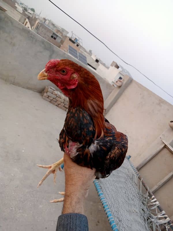 sindhi aseel 2