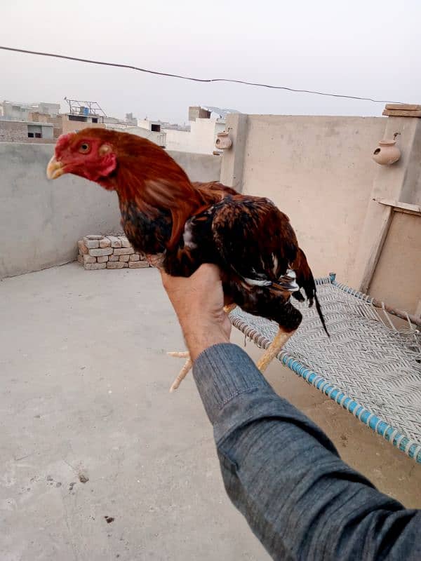 sindhi aseel 6