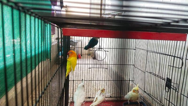 Lovebird lutino x blue mask pair lovebird 3