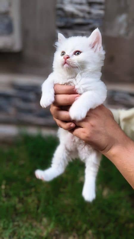 cat kitten pair 0