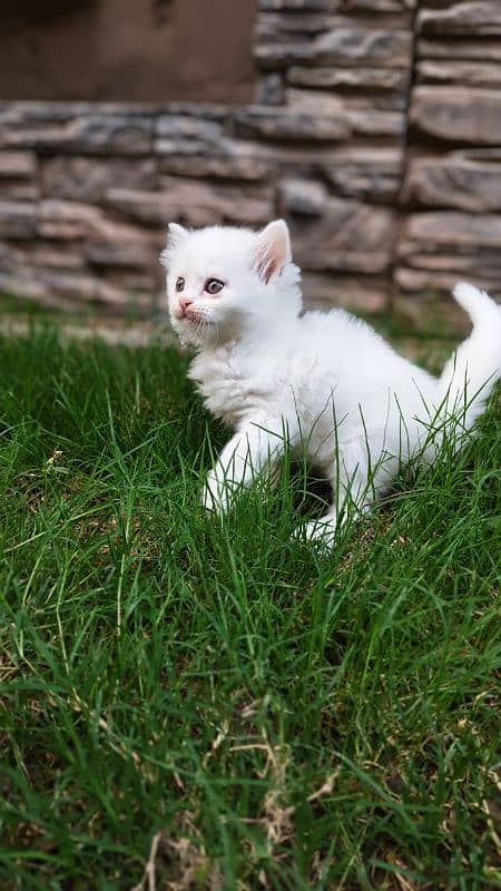 cat kitten pair 2