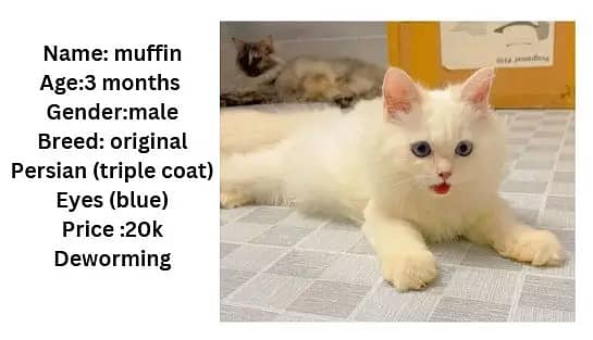 Persian kittens | Persian cats | triple coat Kitten | punch face cat 0