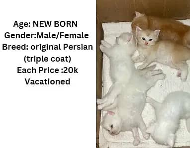Persian kittens | Persian cats | triple coat Kitten | punch face cat 1