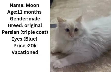 Persian kittens | Persian cats | triple coat Kitten | punch face cat 2