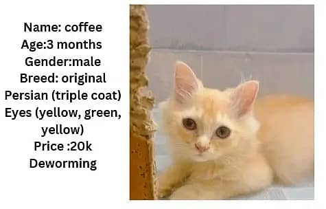 Persian kittens | Persian cats | triple coat Kitten | punch face cat 3
