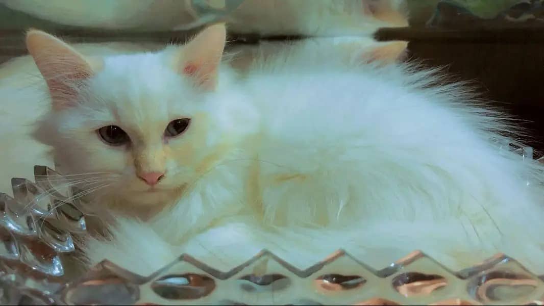 Persian kittens | Persian cats | triple coat Kitten | punch face cat 4
