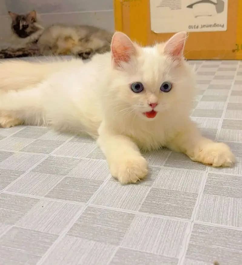 Persian kittens | Persian cats | triple coat Kitten | punch face cat 5