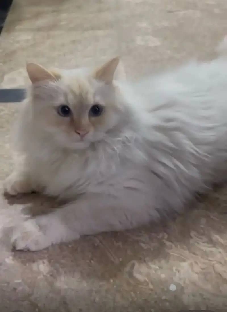 Persian kittens | Persian cats | triple coat Kitten | punch face cat 6
