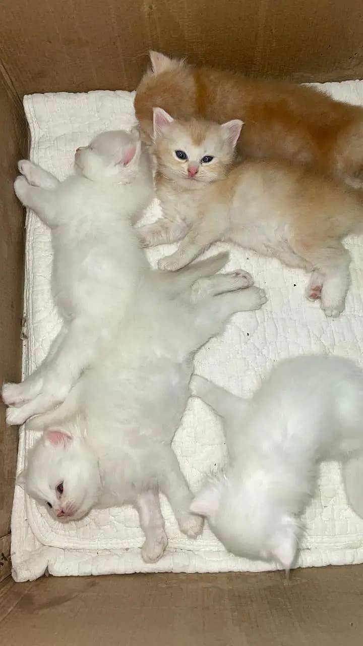 Persian kittens | Persian cats | triple coat Kitten | punch face cat 7