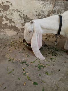 gulabi bakri 2.5 months ki gaban