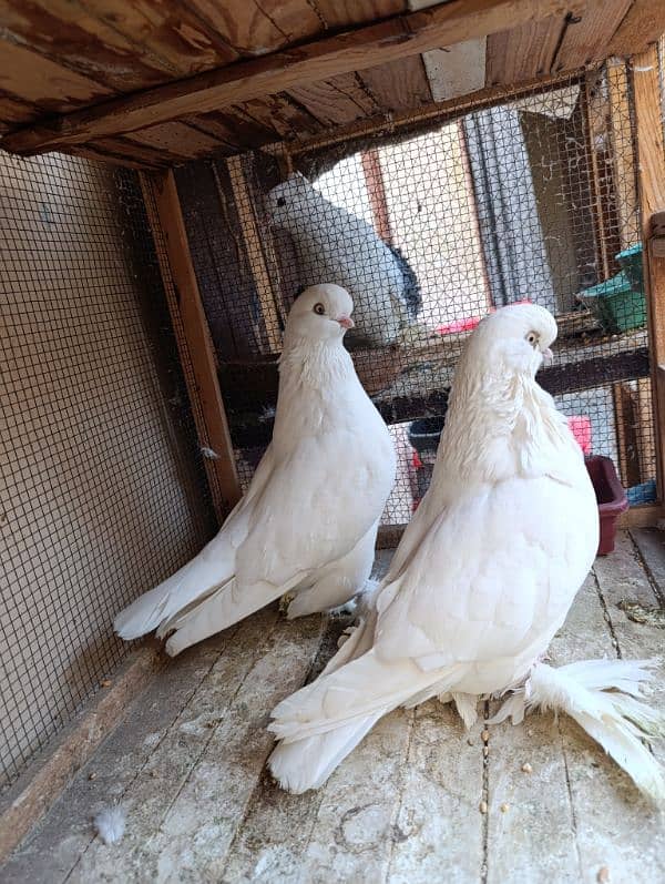 Fancy Pigeons | Long face, Jacobin, saddle Frill back, fantail 0