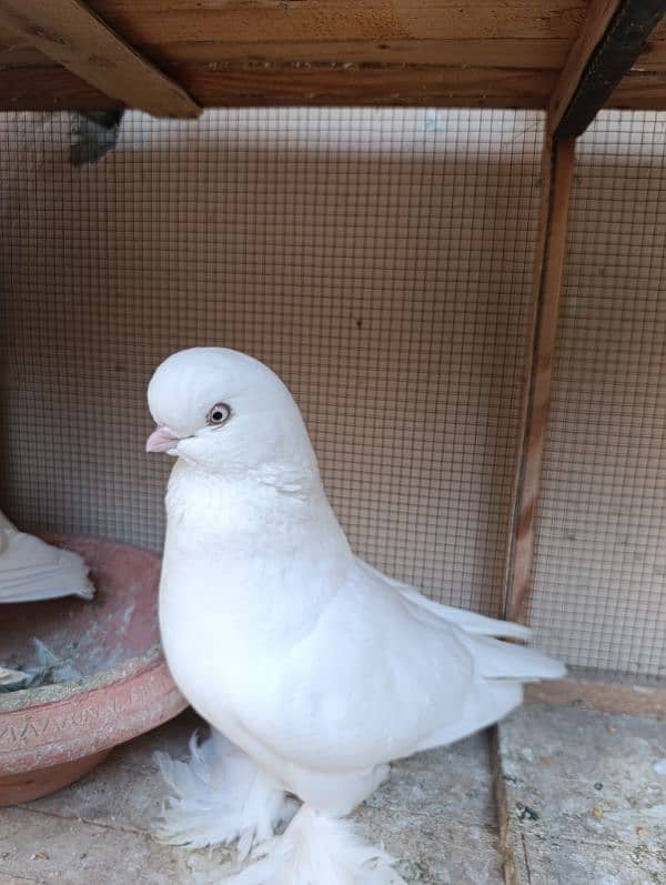 Fancy Pigeons | Long face, Jacobin, saddle Frill back, fantail 1