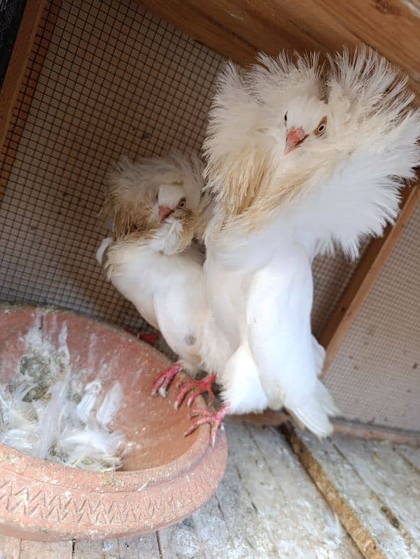 Fancy Pigeons | Long face, Jacobin, saddle Frill back, fantail 3