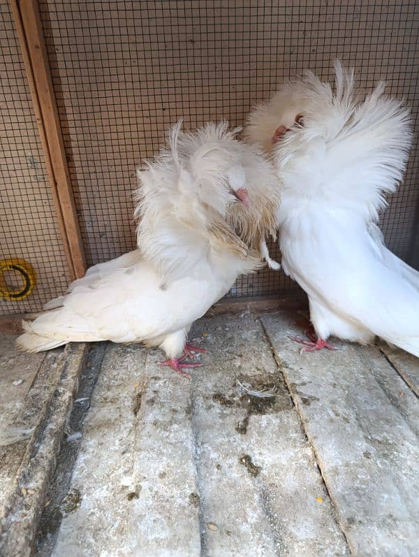 Fancy Pigeons | Long face, Jacobin, saddle Frill back, fantail 4